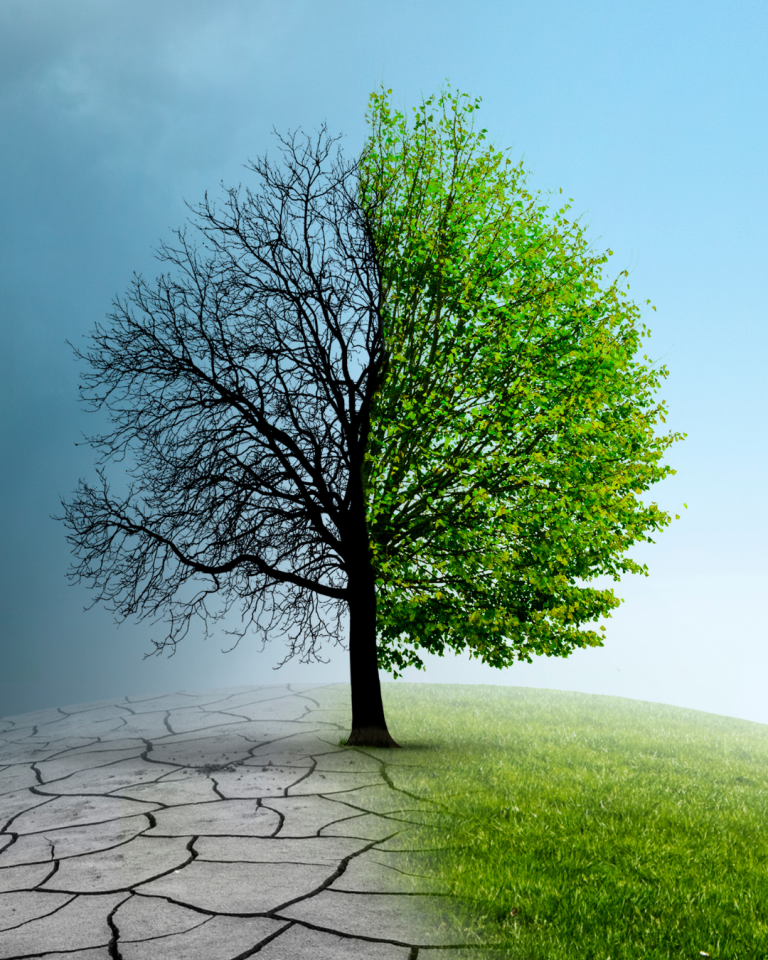 Tree image split in two - one side green and alive, the other side no leaves indicating climate crisis